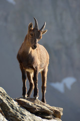 Cucciolo di stambecco