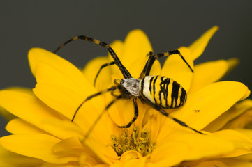 Wasp, Argiope bruennichi