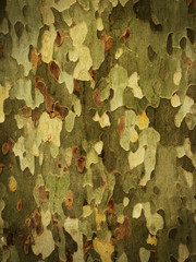 Camouflage Background From Tree Bark