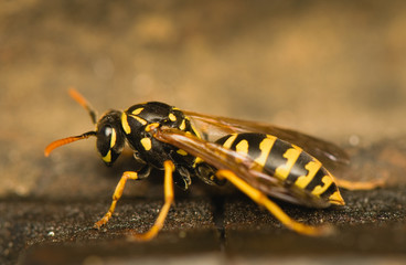 Wasp