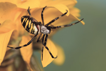 Wasp, Argiope bruennichi