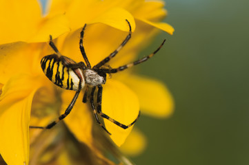 Wasp, Argiope bruennichi