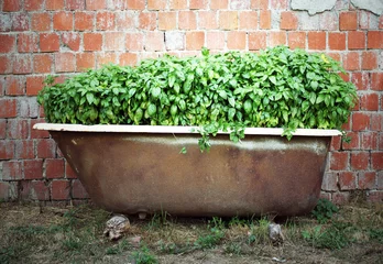 Gartenposter Basil inside a bath © vali_111