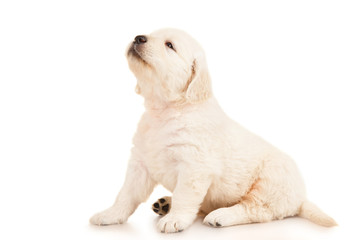 Golden retriever puppy