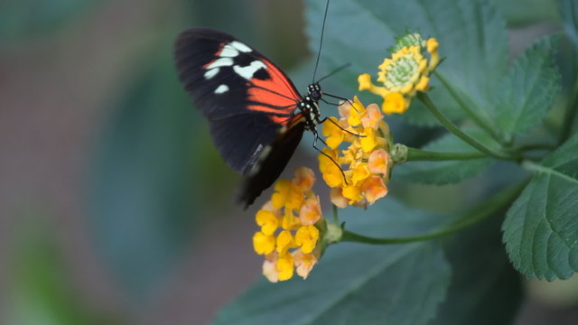 Closeup of butterfly on a flower in garden