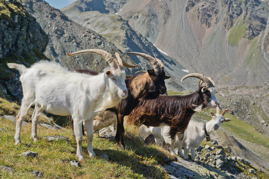 geissen bilder geissen bilder