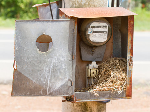 Nest of a sparrow in a cabinet with electrical meter