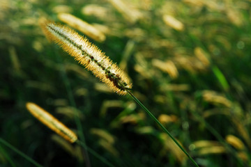 Gegenlicht Nahaufnahme Ziergras auf einer Herbstwiese