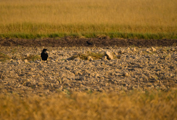 Common raven, raven, Corvus corax