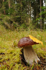 king bolete