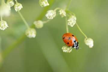 Macro Ladybird Climbing on Foliage.