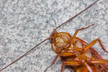 Close up of a death cockroach