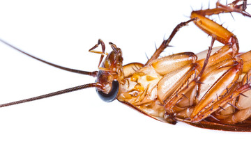 Close up of a death cockroach on white background