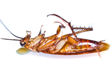 Close up of a death cockroach on white background