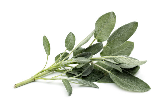 Sprig Of Sage