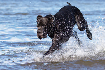 Black mastiff run in sea water.