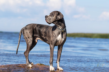 mastiff run on rock  in sea