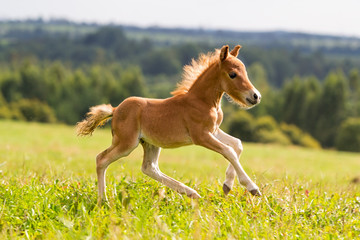 foal mini horse Falabella - Powered by Adobe