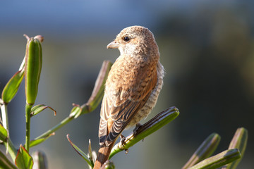 Red Basket shrike