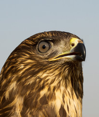 immature common buzzard - close-up / Buteo buteo