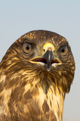 an immature common buzzard - close-up / Buteo buteo