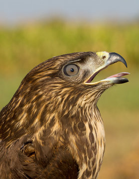 an immature of common buzzard - close-up / Buteo buteo