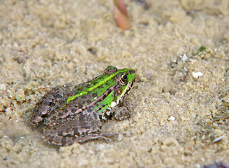 Frog on sand