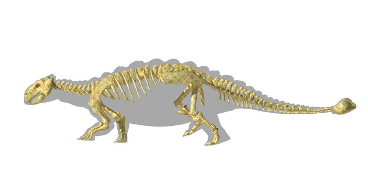 Ankylosaurus dinosaurus silhouette, with full skeleton superimpo