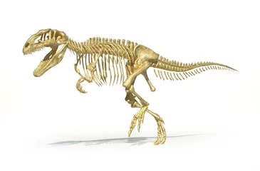 Küchenrückwand glas motiv Gigantosaurus dinosaurus full photo-realistic skeleton, scientif © matis75