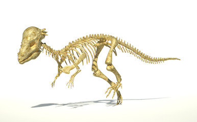 Pachycephalosaurus dinosaur, full photo-realistic skeleton, scie
