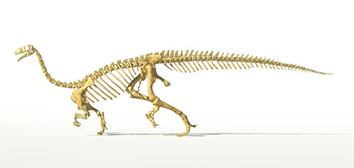Obraz premium Plateosaurus dinosaur, full photo-realistic skeleton, scientific