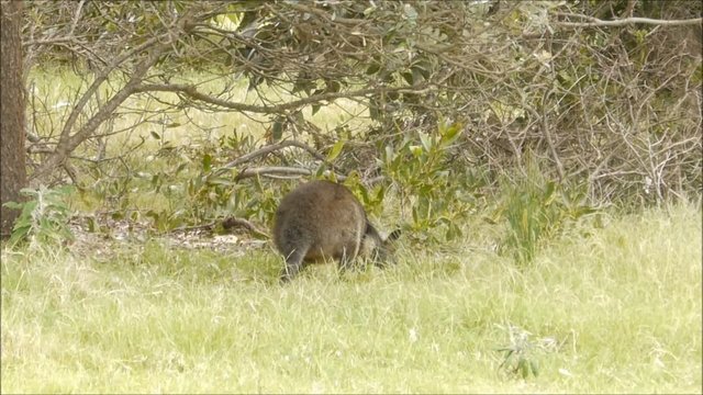 Australiens Wallabys