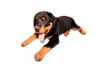 Rottweiller puppy