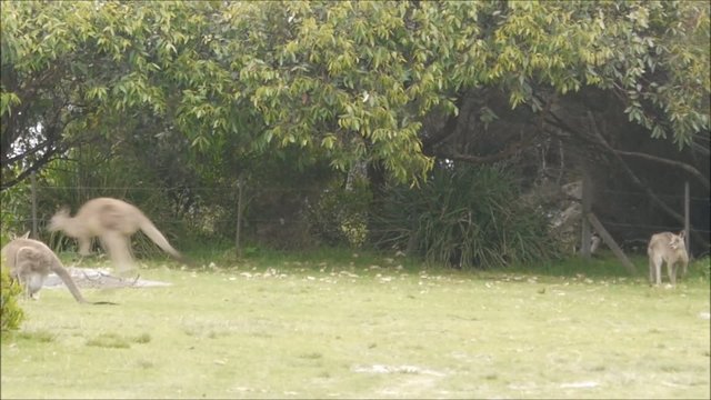 Wilde K&auml;ngurus
