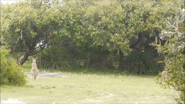 Wilde K&auml;ngurus