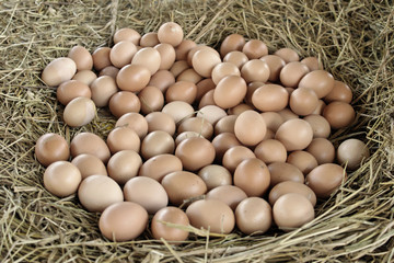 Brown eggs in a nest