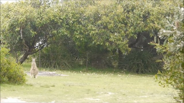 Wilde K&auml;ngurus