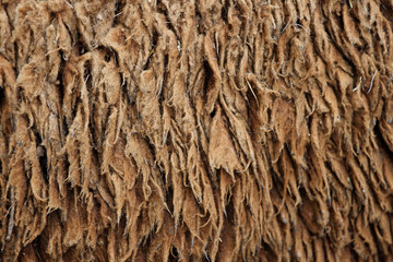 Sheep hair (Texture)
