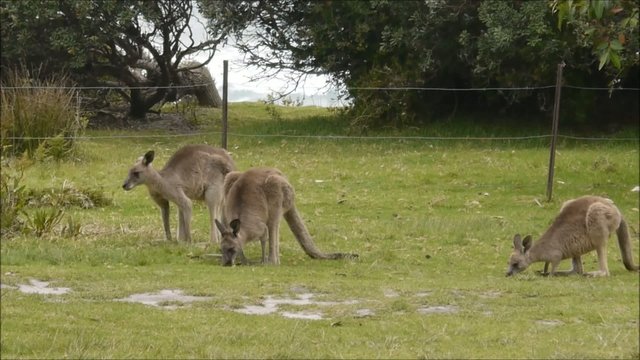 Wilde K&auml;ngurus