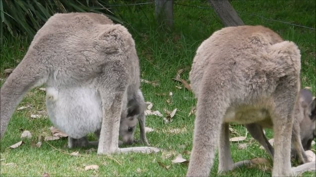 Wilde K&auml;ngurus