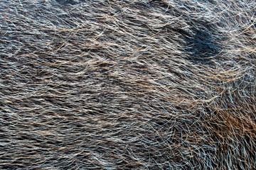 Pig hair (Texture)
