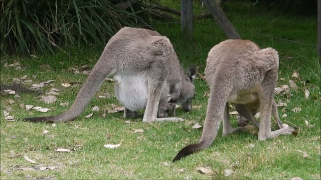 Wilde K&auml;ngurus