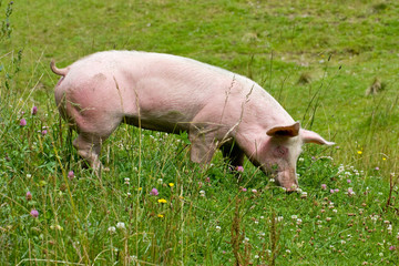 Schwein auf Wiese