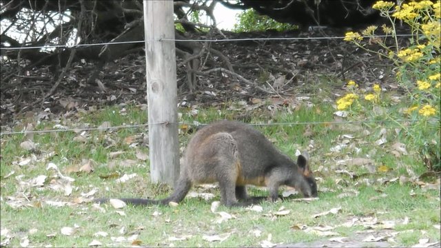 Wilde K&auml;ngurus