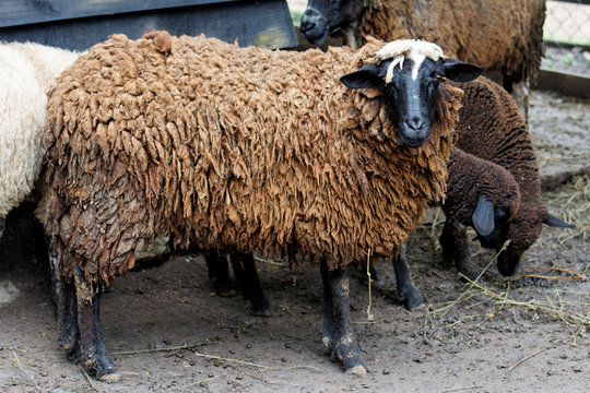 Dark sheep