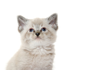 Cute kitten on white