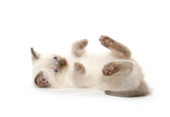 Fototapeta na wymiar cute kitten laying down
