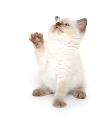 Cute kitten on white