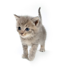 Cute tabby kitten