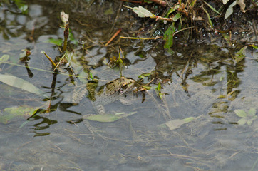Rana comune - (Pelophylax esculentus)